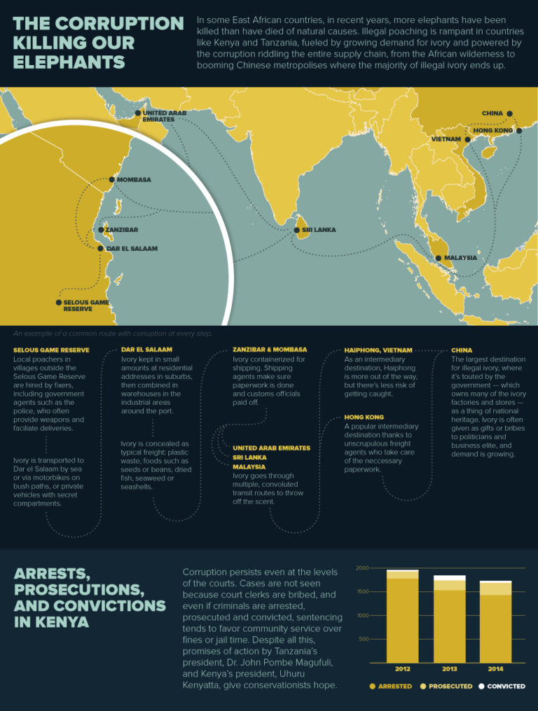 J4T Corruption and Poaching The Tusk at Hand